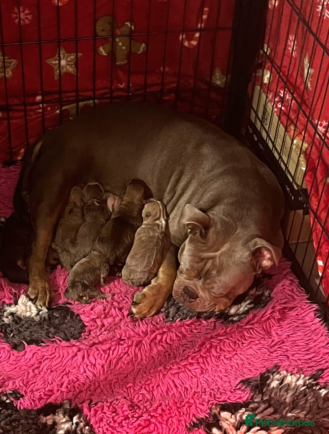 Olde English Bulldogge dogs for sale: Genetic Clear, Hip & Elbow Graded Breeding - Image 8