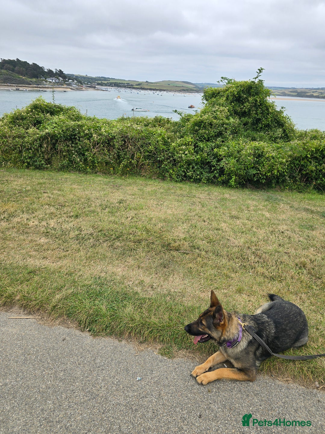 German Shepherd dogs for sale: Guard dog  - Advert 11