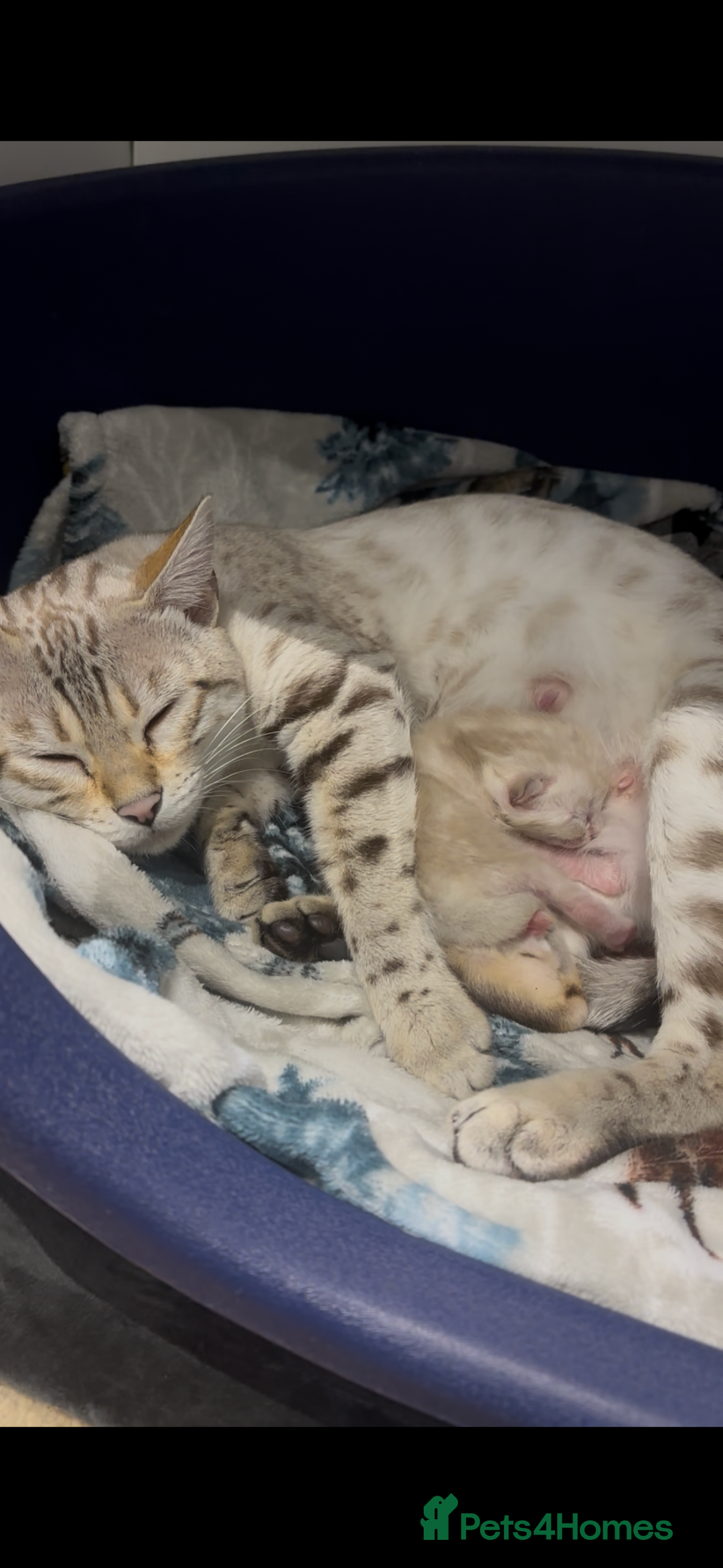 Bengal cats for sale: ⭐️5 star home required for our Bengal Snow Boy  - Advert 3