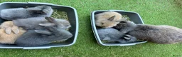 Mixed Breed rabbits for sale: French Lop X Maxi Angora Babies - Advert 8