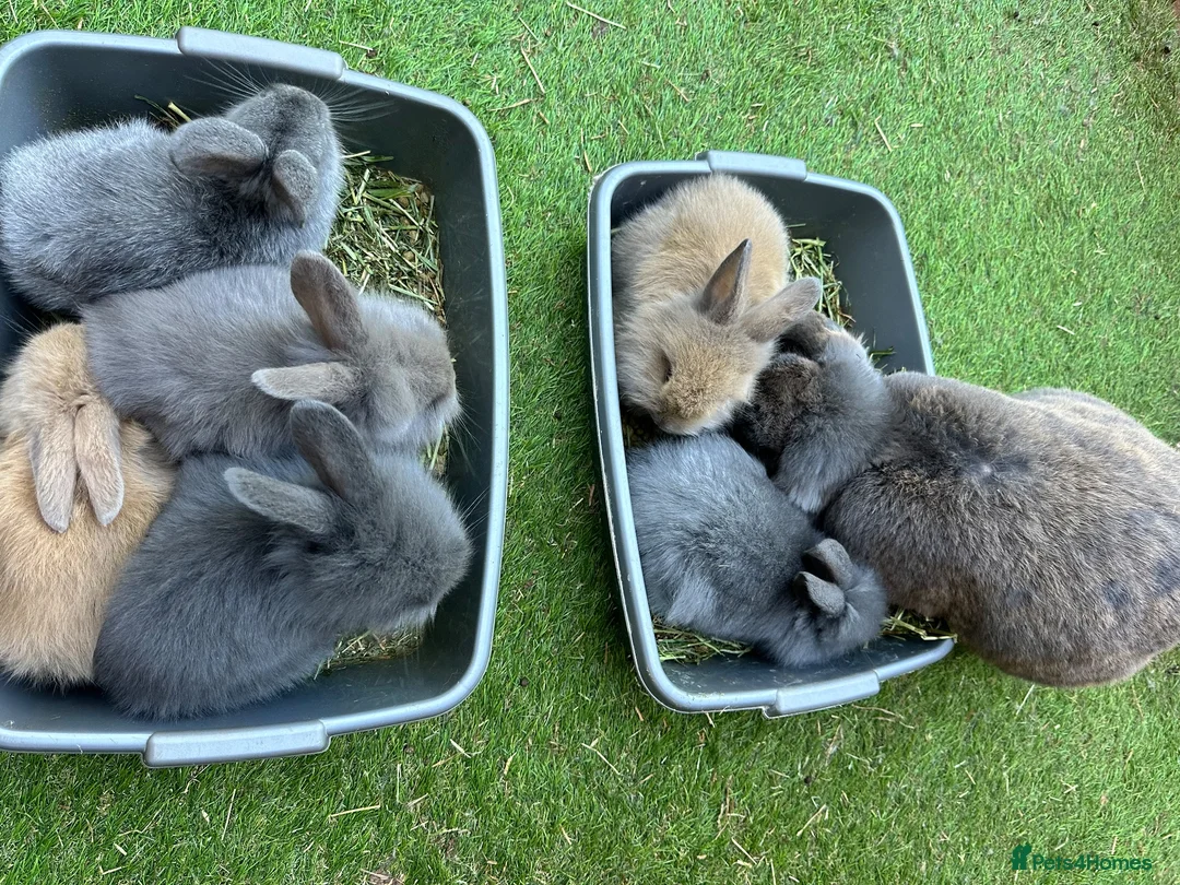 Mixed Breed rabbits for sale: French Lop X Maxi Angora Babies - Advert 8