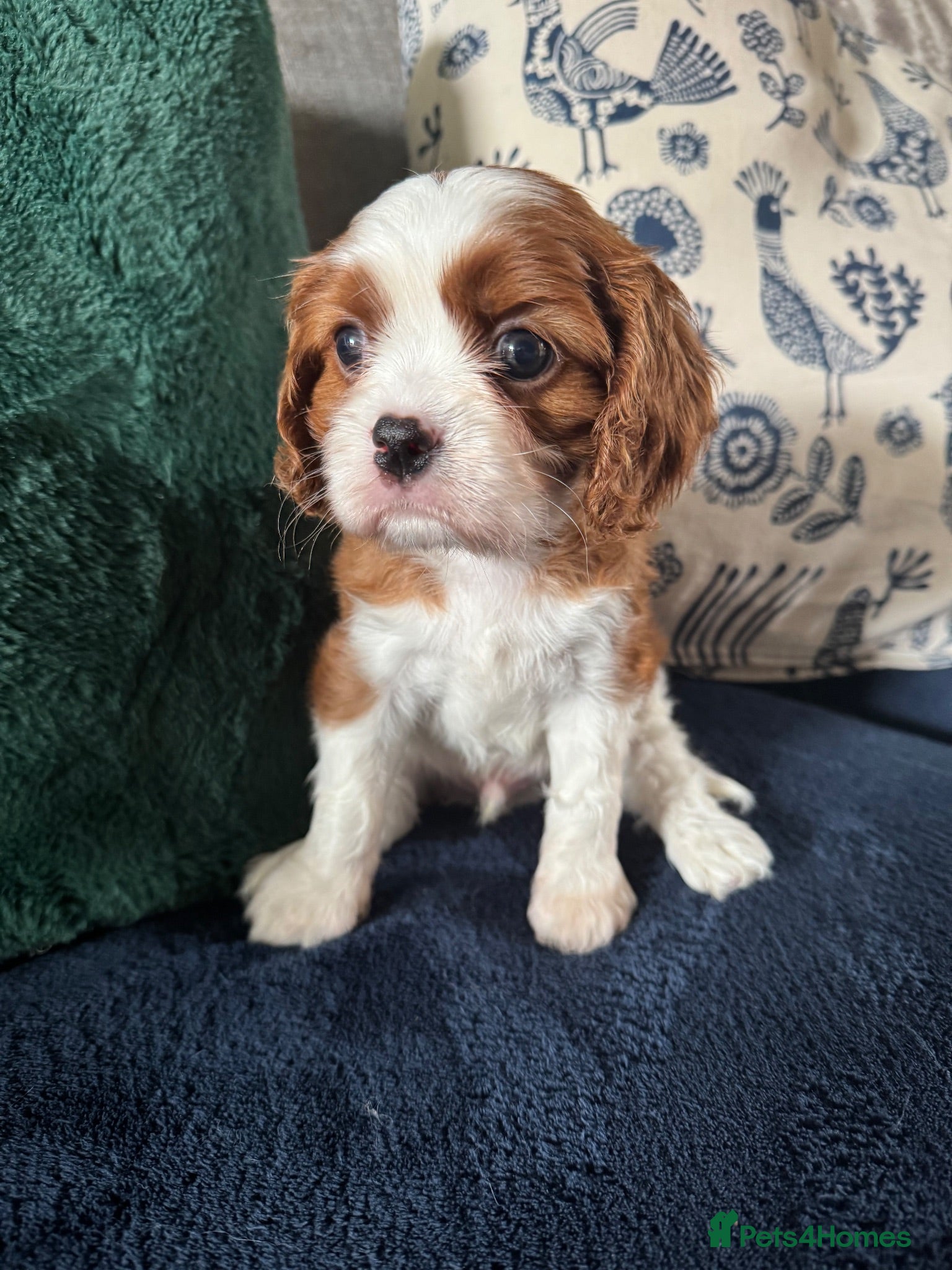 Cavalier King Charles Spaniel dogs KC Cavalier King Charles DNA 5* licensed home bred - Advert 2