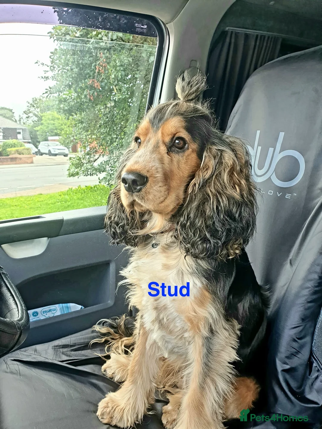 Cocker Spaniel dogs for sale: KC Show Cocker Spaniels Puppies (due end of April) - Advert 2