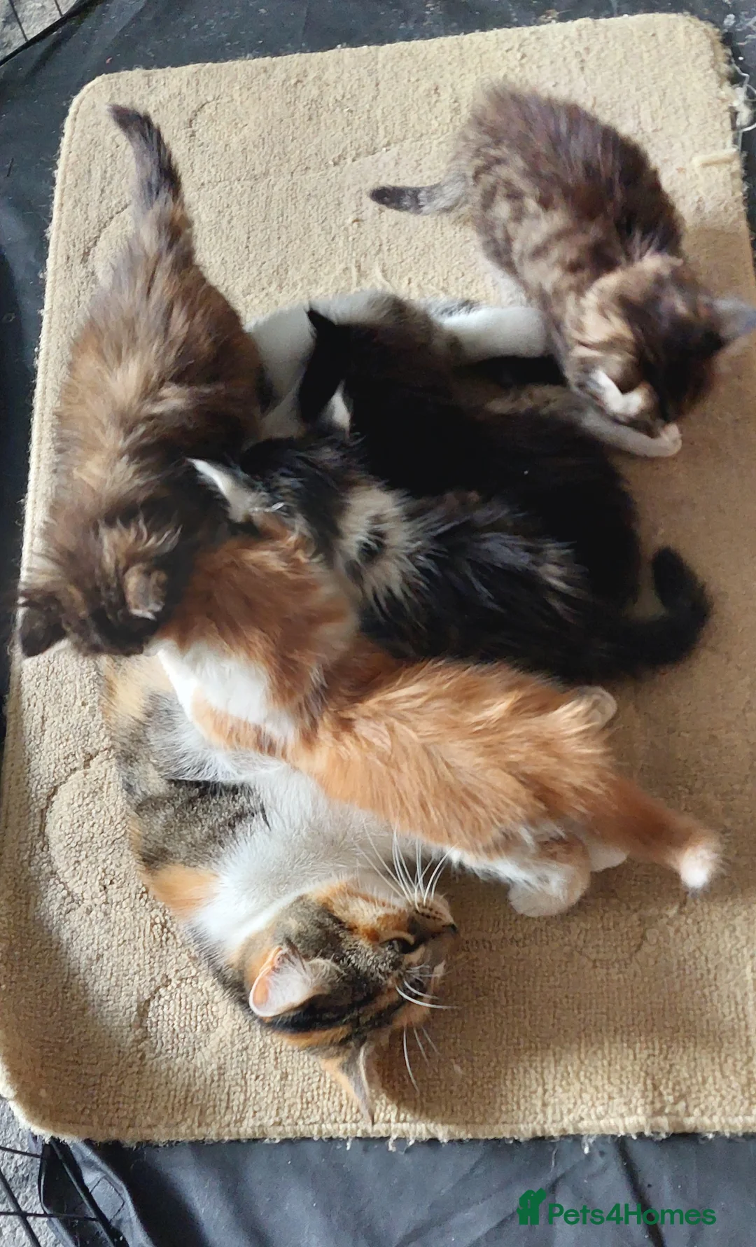Mixed Breed cats for sale: Last fluffy girl left - Advert 2