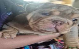 English Bulldog dogs for sale: Merle British Bulldog Pup's 1boy left  - Image 10