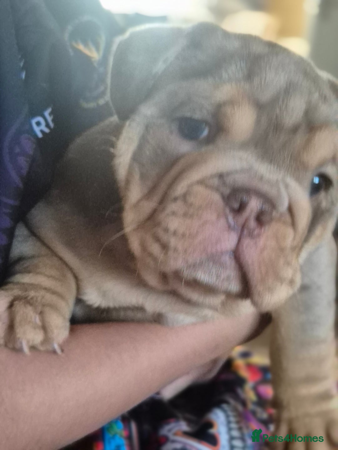 English Bulldog dogs for sale: Merle British Bulldog Pup's 1boy left  - Image 10