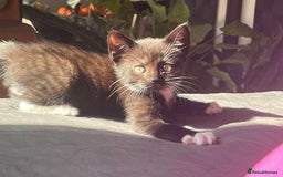 Mixed Breed cats for sale: Isha and Freya - Image 6