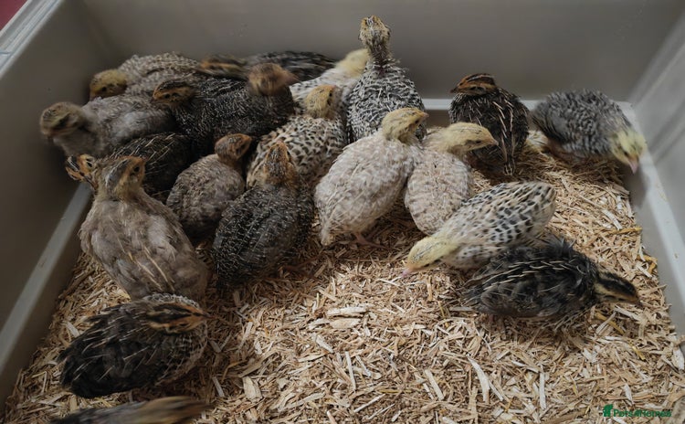 Chickens poultry - Advert 16