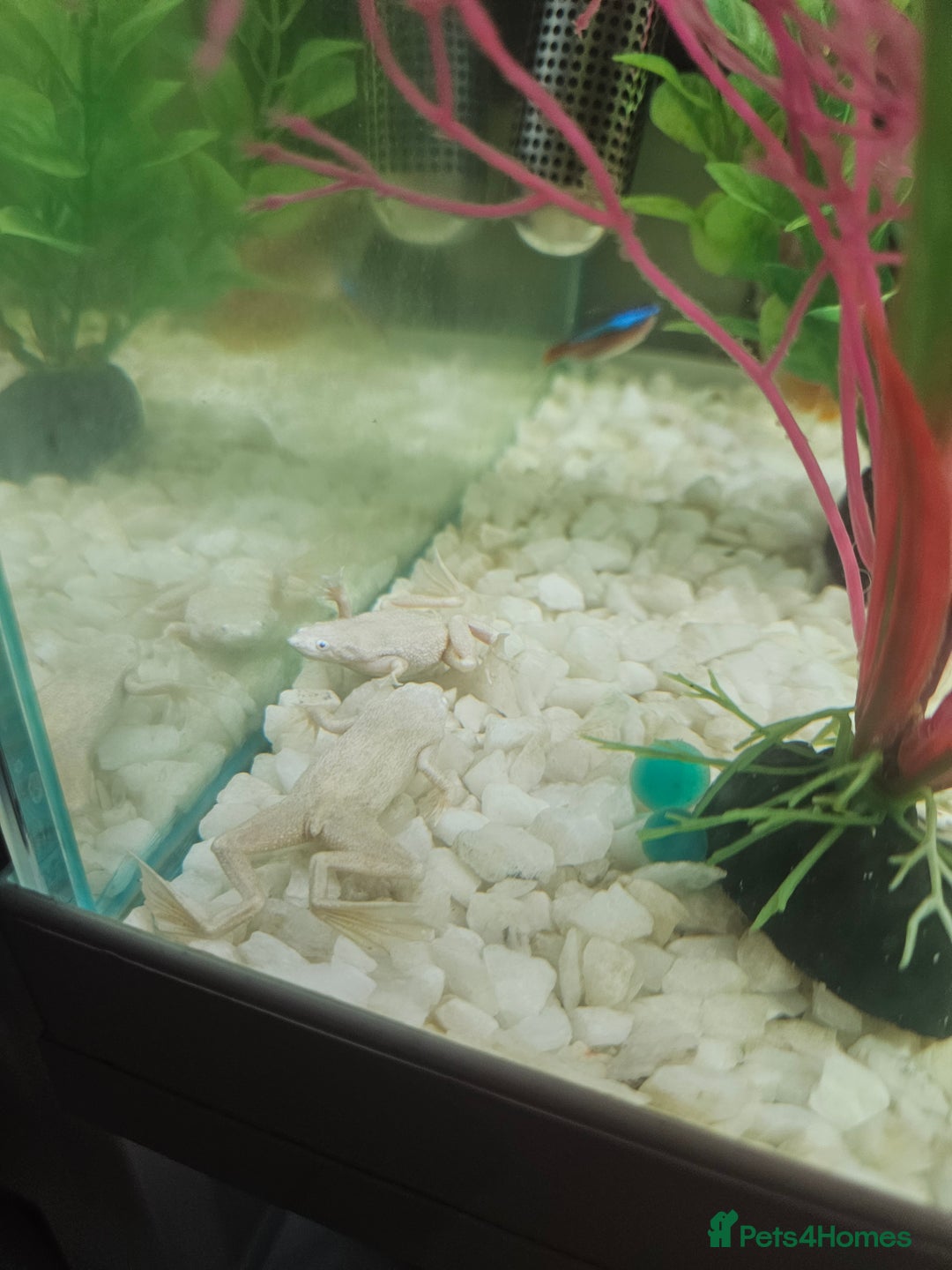 Other/Mixed Breed fish for sale: Fish, Frogs and Tank for sale  - Advert 10