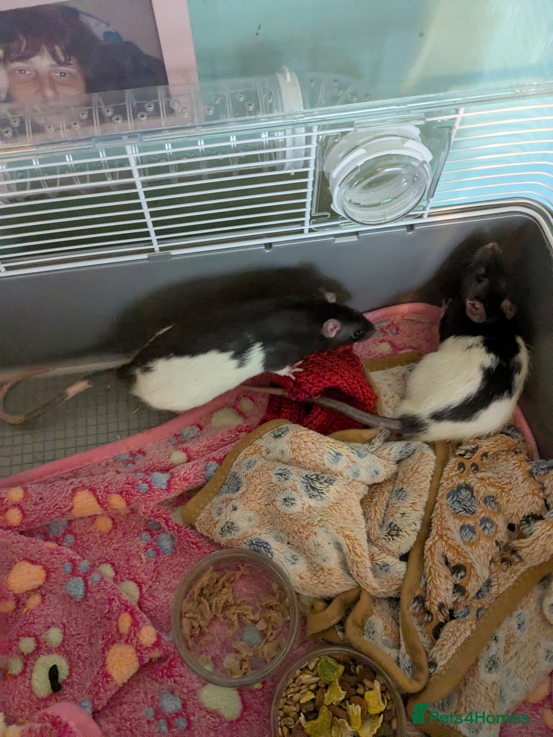 Rat rodents for sale: 3 male rats - Image 1