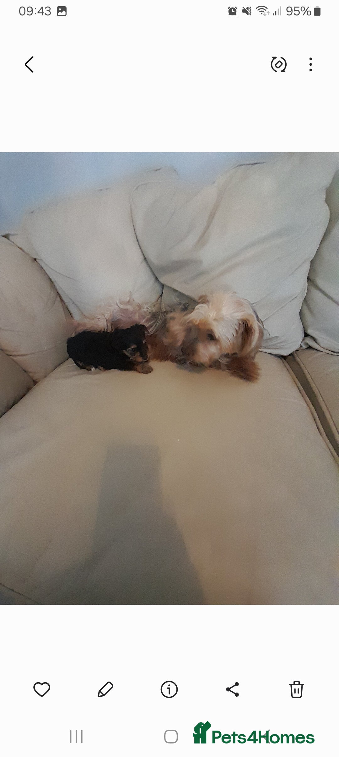 Yorkshire Terrier dogs for sale: Yorkshire Terrier Puppies - Image 6