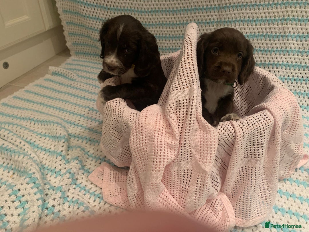 Cocker Spaniel dogs for sale: Cocker spaniel puppies  - Advert 4