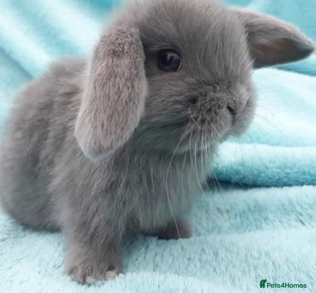 Mini Lop rabbits for sale: MINI LOP BUNNIES - PEDIGREE  - Image 10