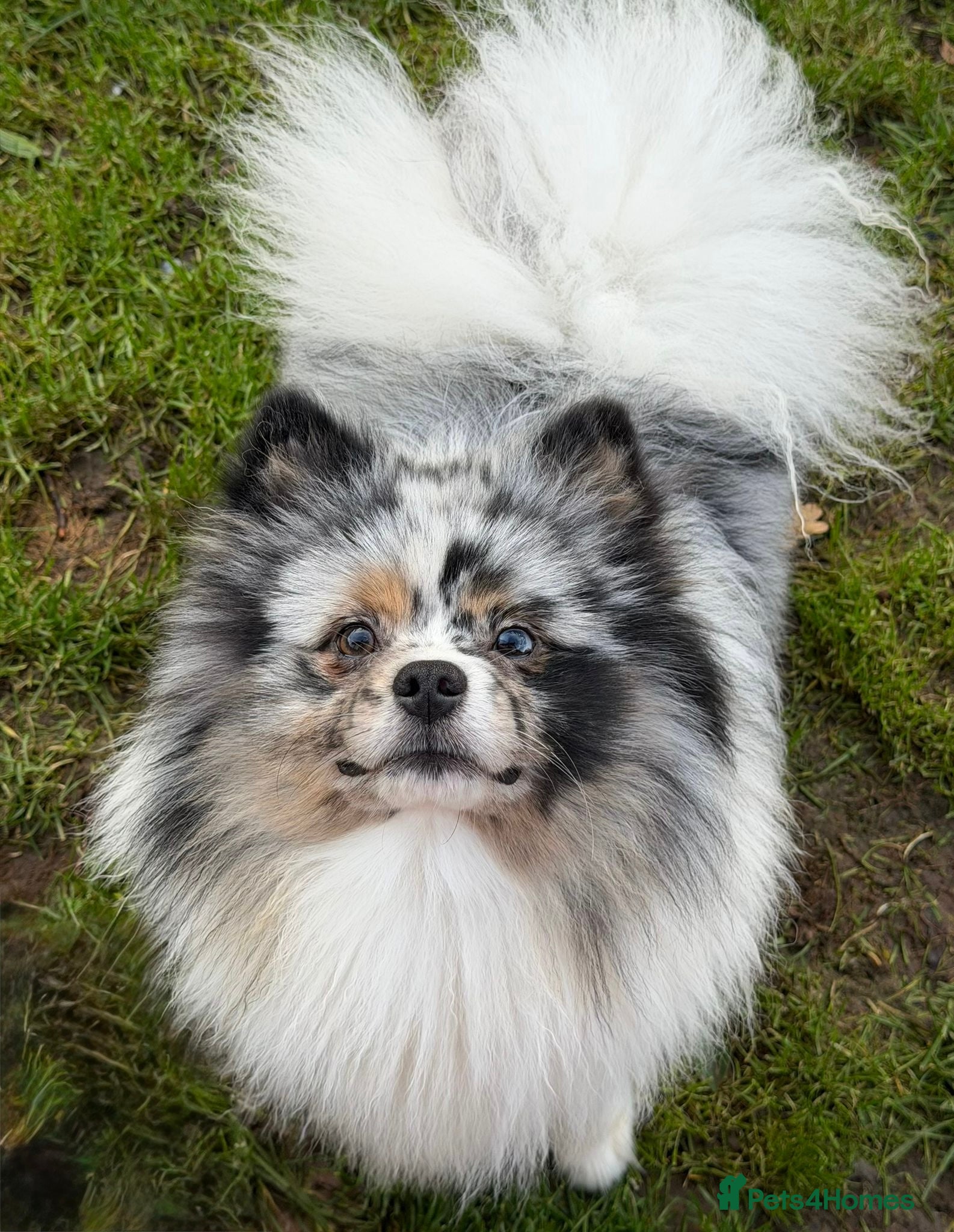 Pomeranian dogs  Adult Pomeranian brothers & sister - Advert 3