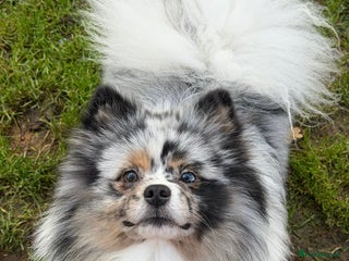 Pomeranian dogs Adult Pomeranian brothers & sister - Advert 2