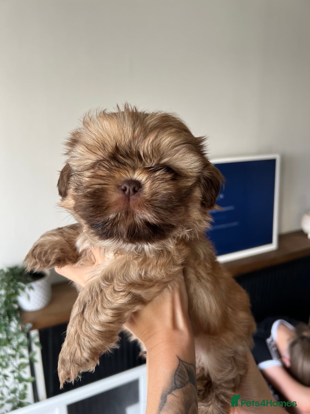 Shih Tzu dogs for sale: Imperial Shih Tzu for sale - Image 19