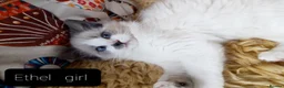 Maine Coon cats for sale: Maincoon ×Ragdoll (Ragcoon)  now available.  - Advert 18
