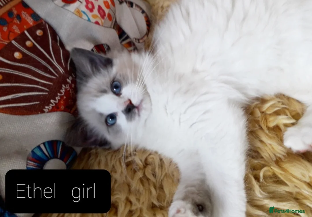 Maine Coon cats for sale: Maincoon ×Ragdoll (Ragcoon)  now available.  - Advert 18