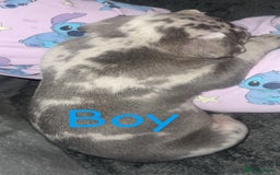 Mixed Breed dogs for sale: Pocket bully’s x staff pups  - Image 4