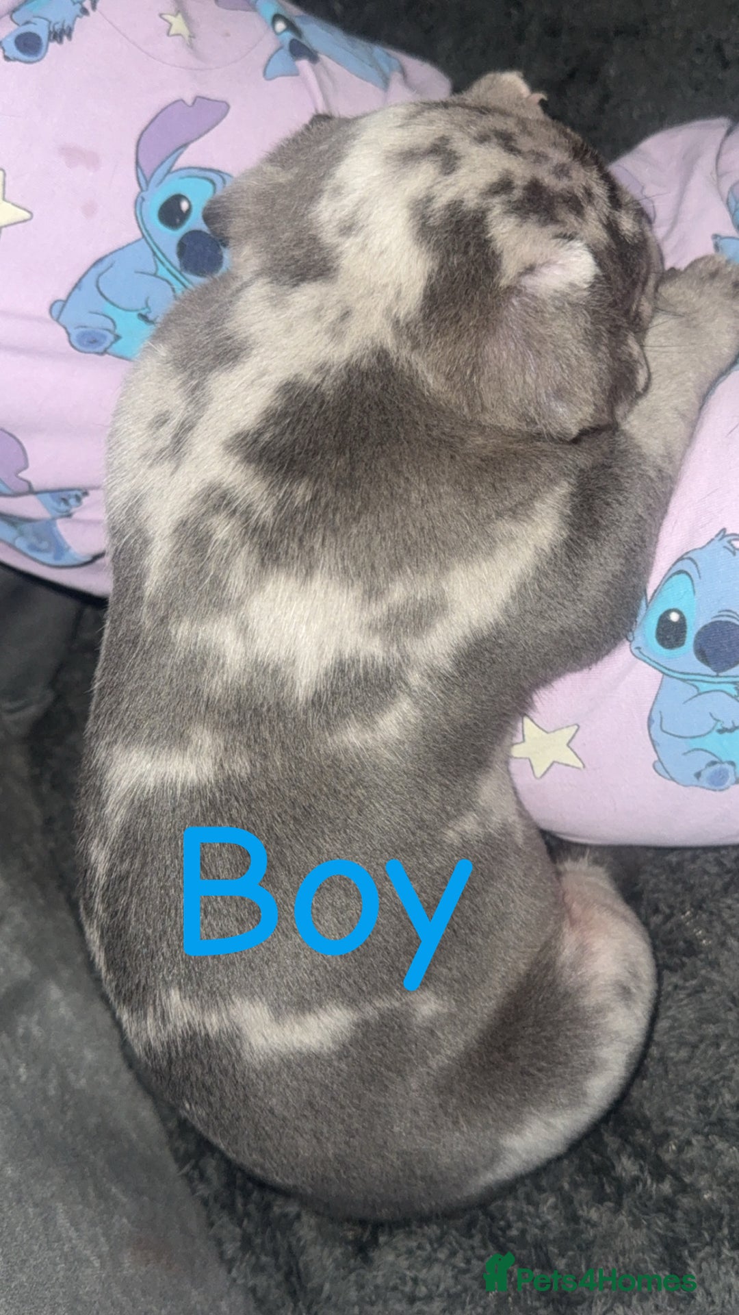 Mixed Breed dogs for sale: Pocket bully’s x staff pups  - Image 4