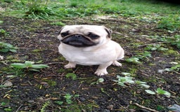 Pug dogs for sale: PUGS 6 YEARS OLD RESERVE TO BUY  - Image 1