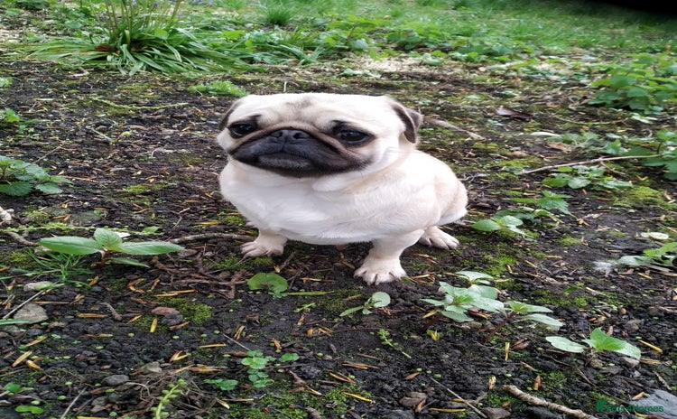 Pug dogs - Advert 4