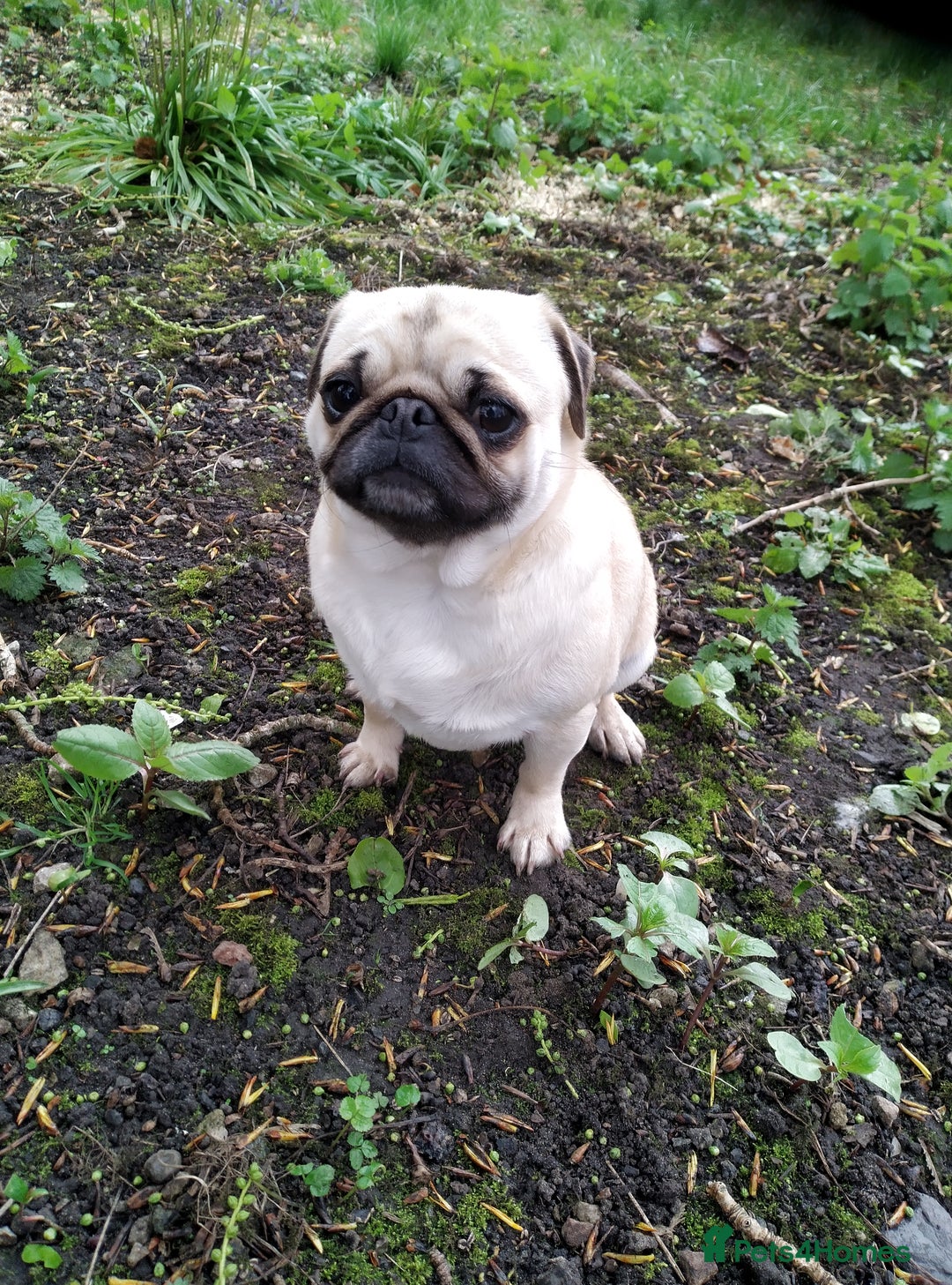 Pug dogs for sale: PUGS 6 YEARS OLD RESERVE TO BUY  - Image 1