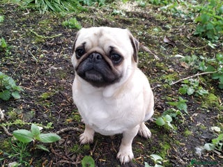 Pug dogs - Advert 6