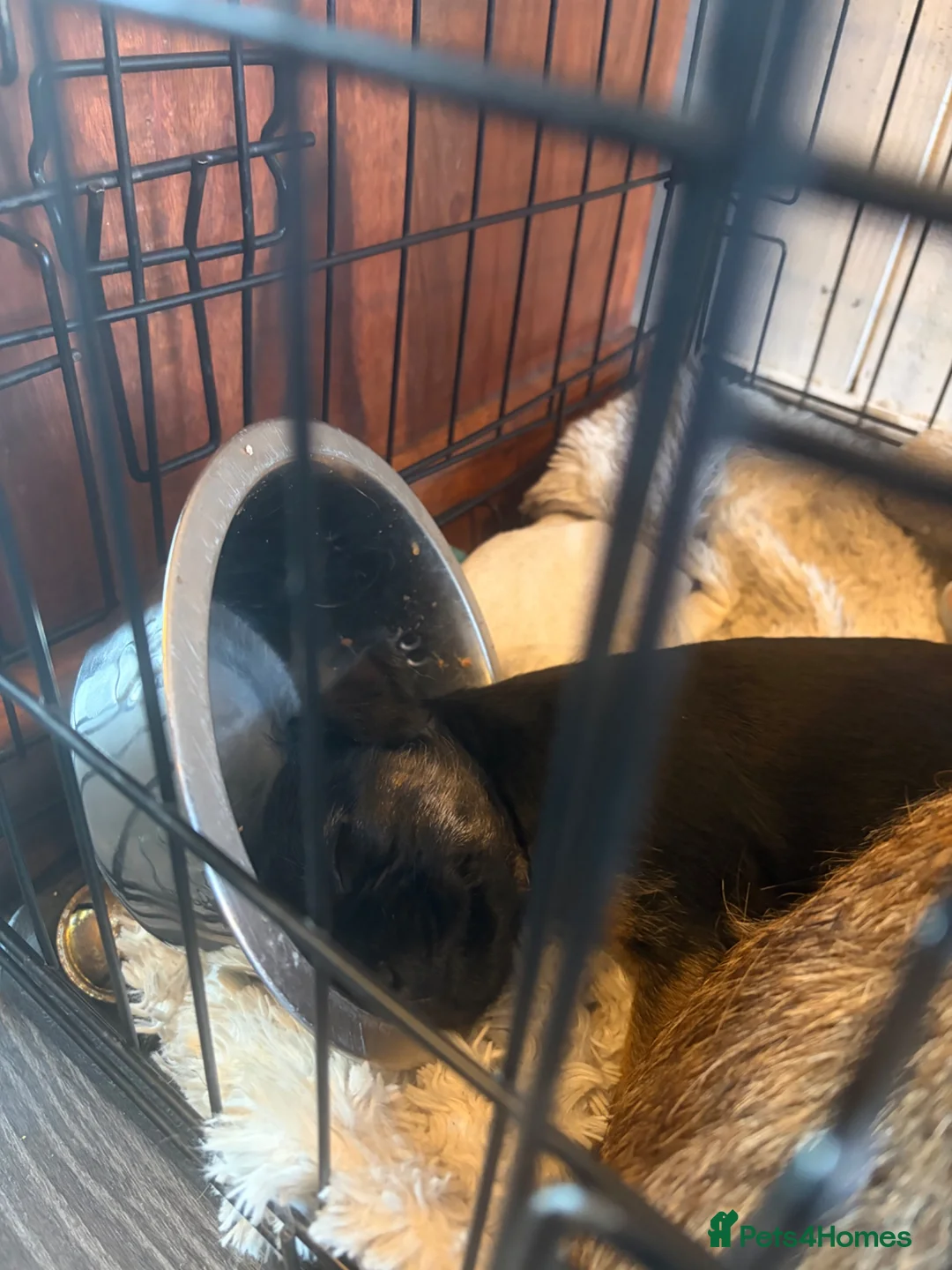 Border Terrier dogs for sale: KC Blue and Tan Border Terrier Bitch - Advert 8