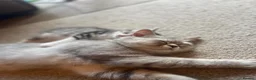 Scottish Fold cats for sale: Scottish Straight Kittens  - Advert 15