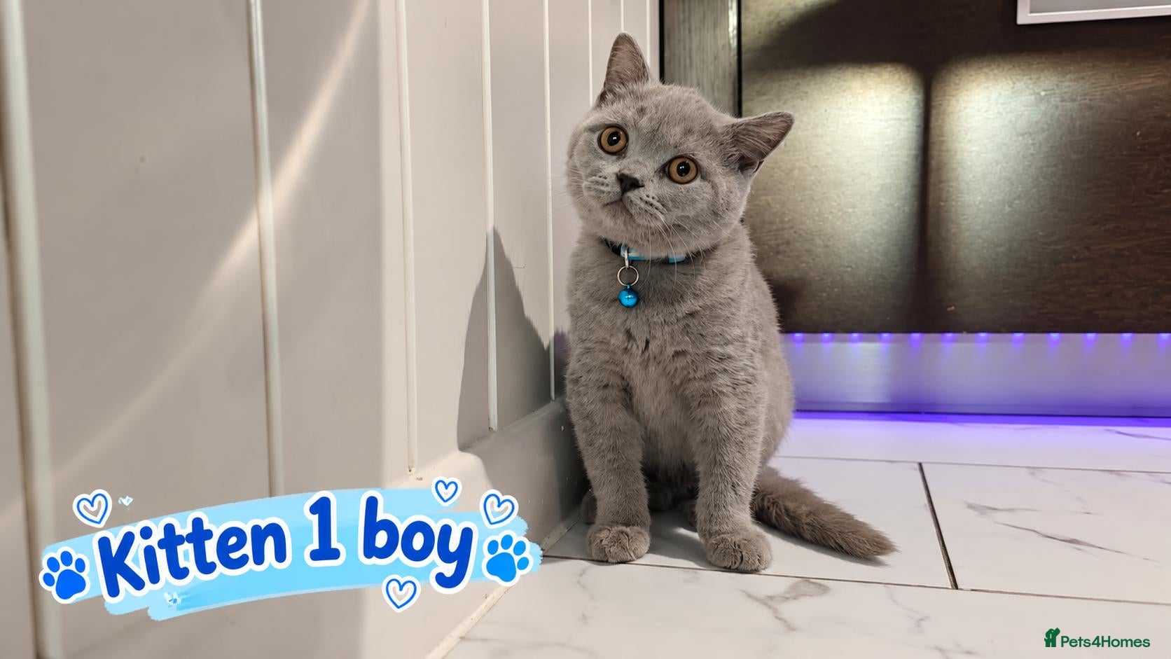 British Shorthair cats 🐾 Beautiful British Blue Kittens Available! 🐾💙 - Advert 9