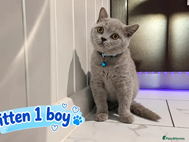 British Shorthair cats for sale: 🐾 Beautiful British Blue Kittens Available! 🐾💙 - Advert 1