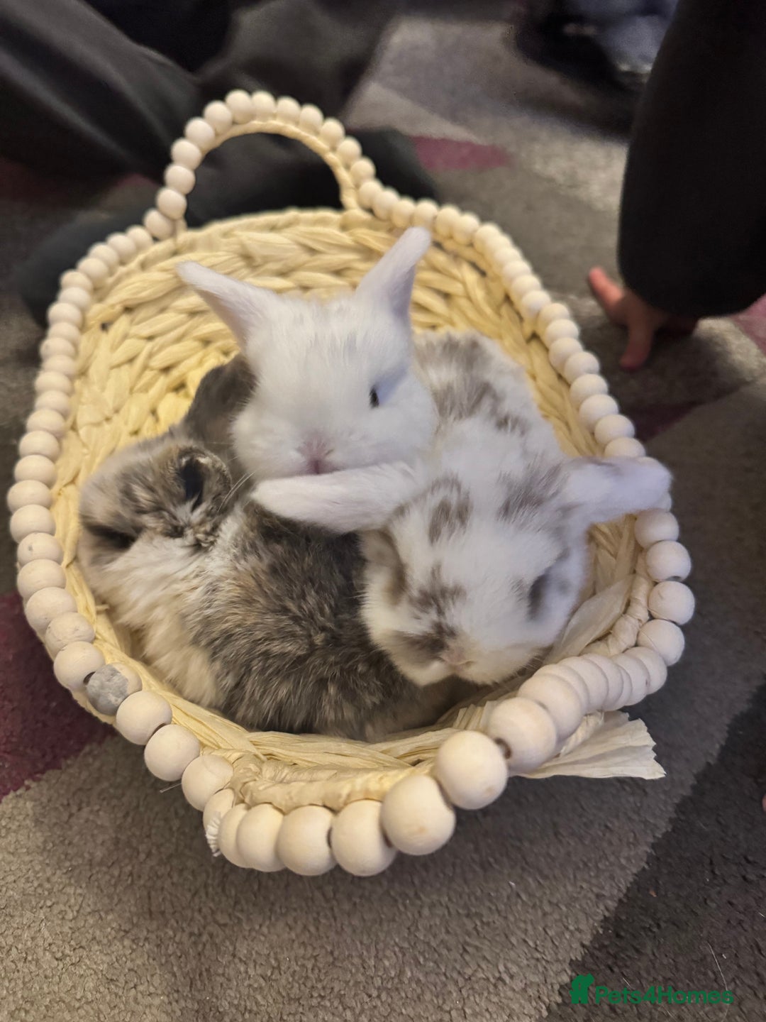 Mini Lop rabbits for sale: Mini lop babies  - Advert 2