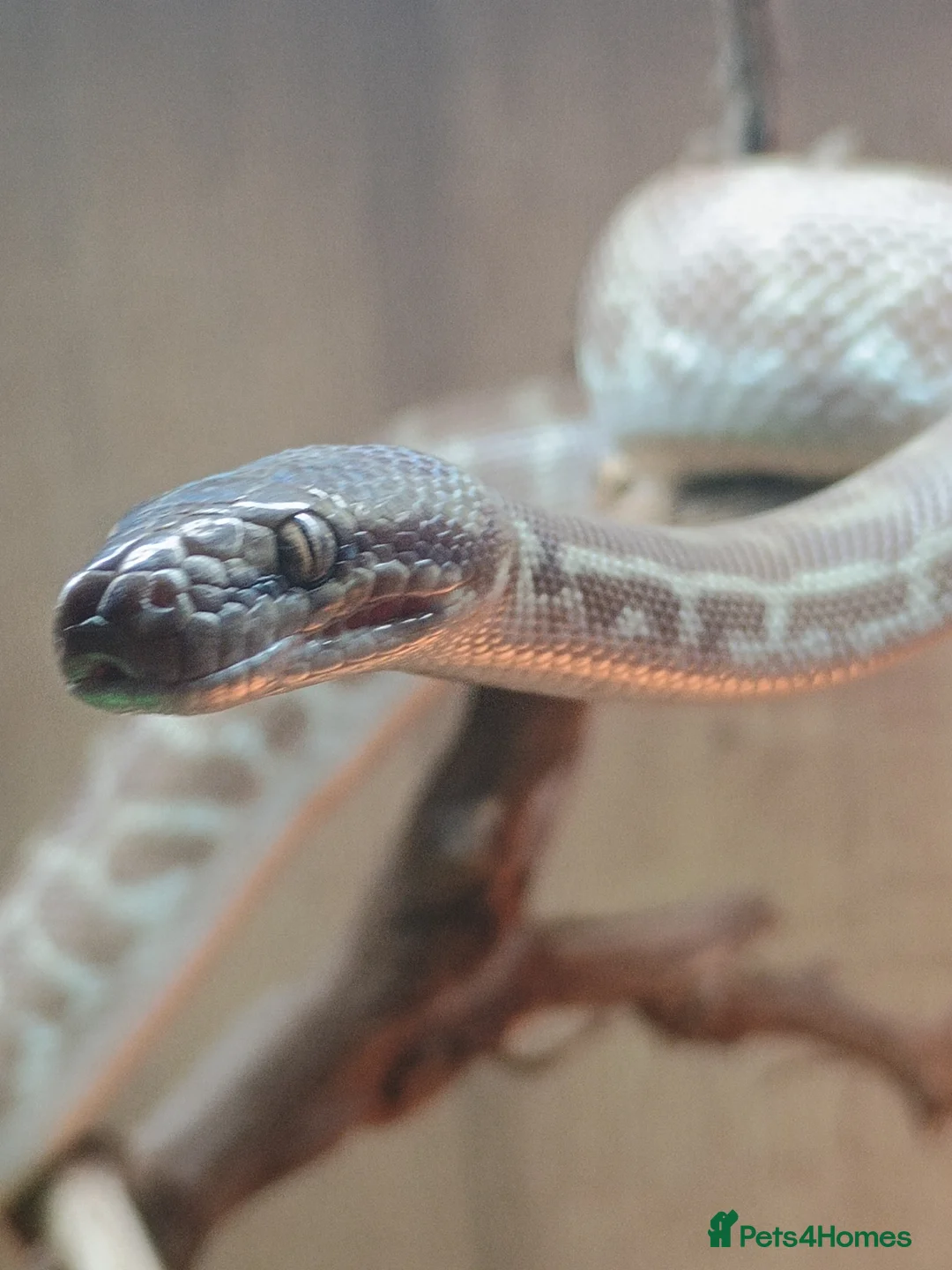 Python Snake reptiles for sale: 1.1 CB22 Unrelated Stimson's Python Pair  in Tamworth - Advert 7