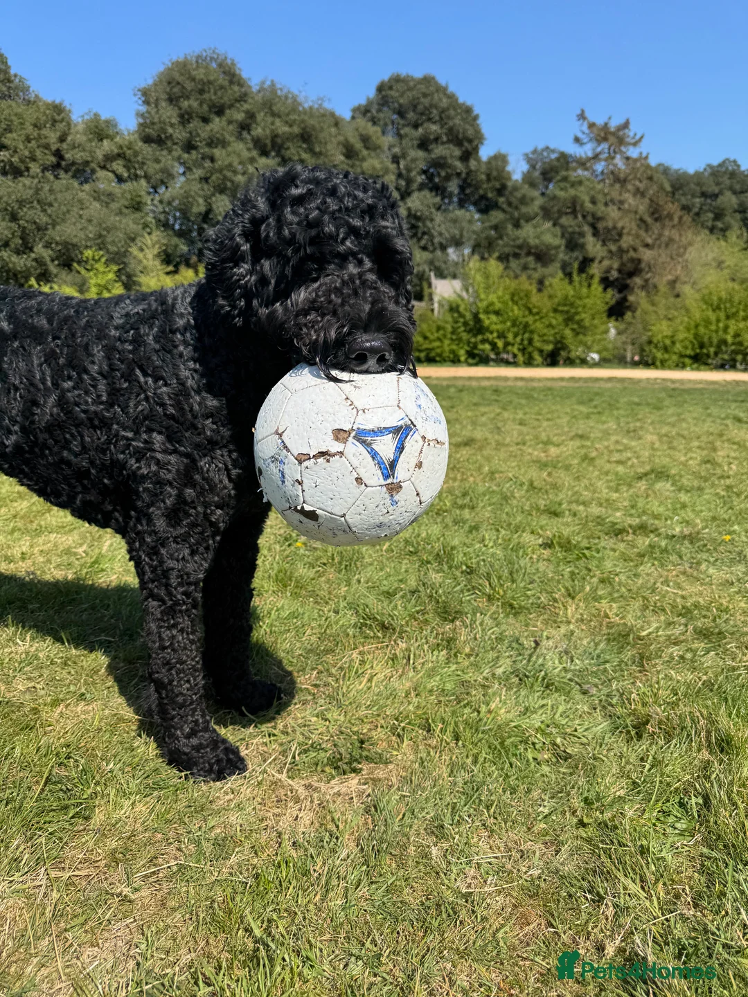 Labradoodle dogs for stud: Meet Leeroy, Our Handsome F3 Labradoodle! - Advert 10