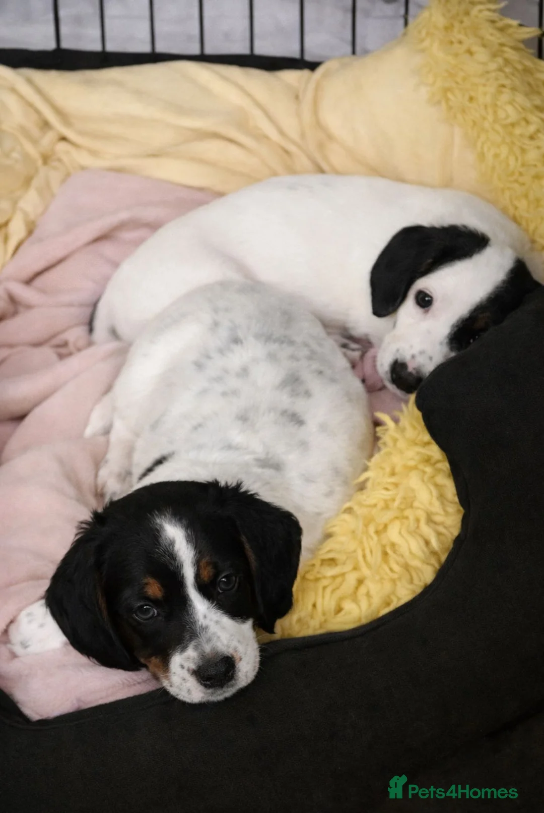 Dachshund dogs for sale: Lovely white dachshunds in Kensington  - Advert 6