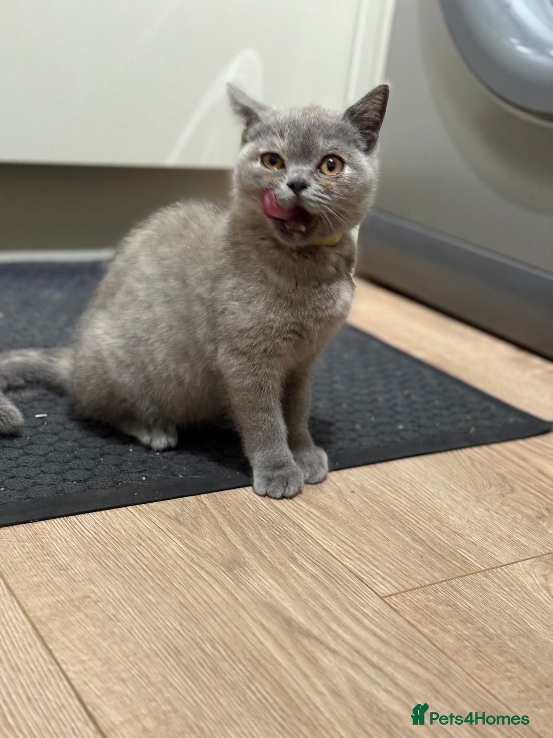 British Shorthair cats for sale: 🏡 Vaccinated Bsh kittens - GCCF parents - Image 24