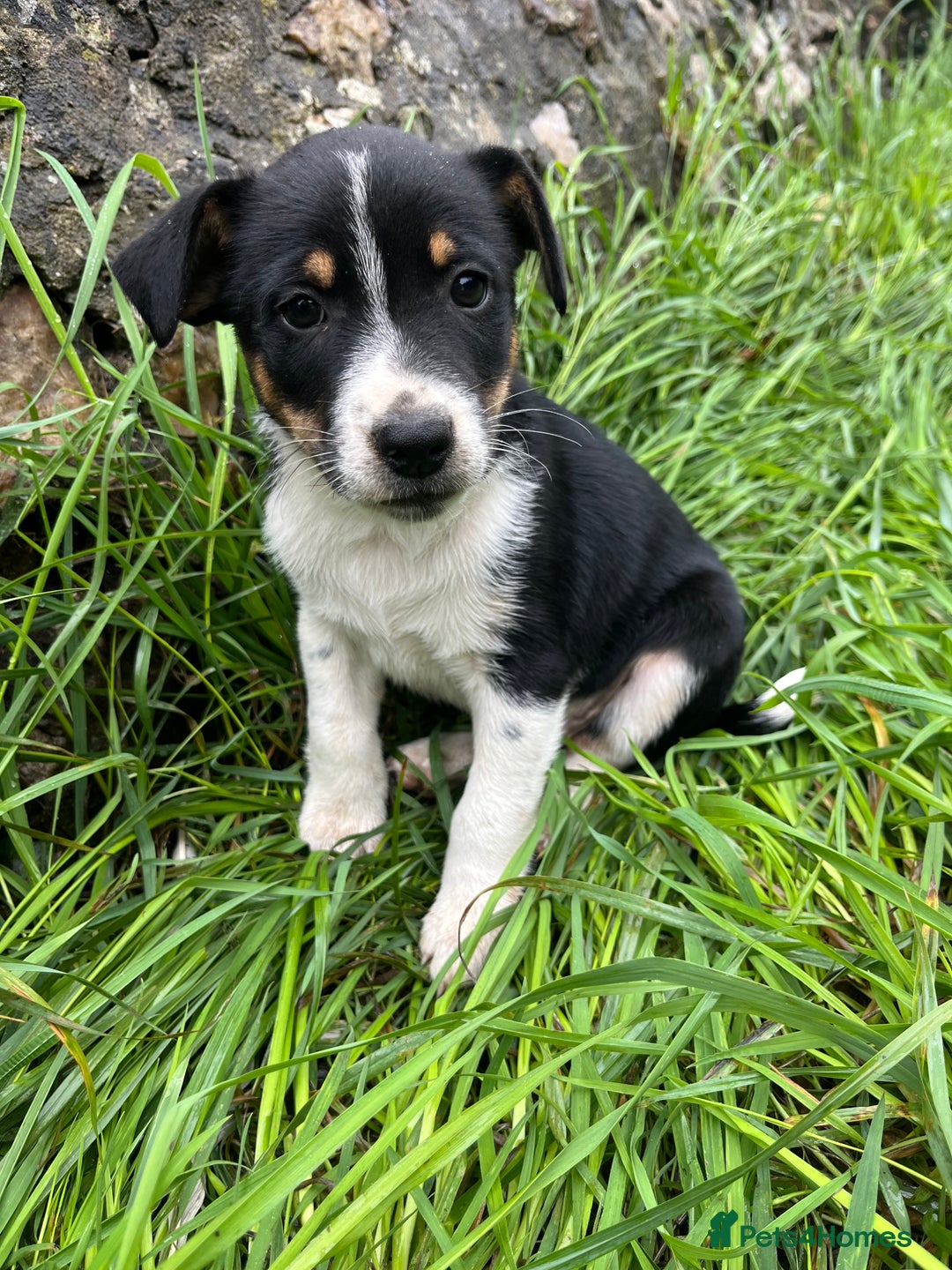 Mixed Breed dogs for sale: Puppies for sale  - Image 2