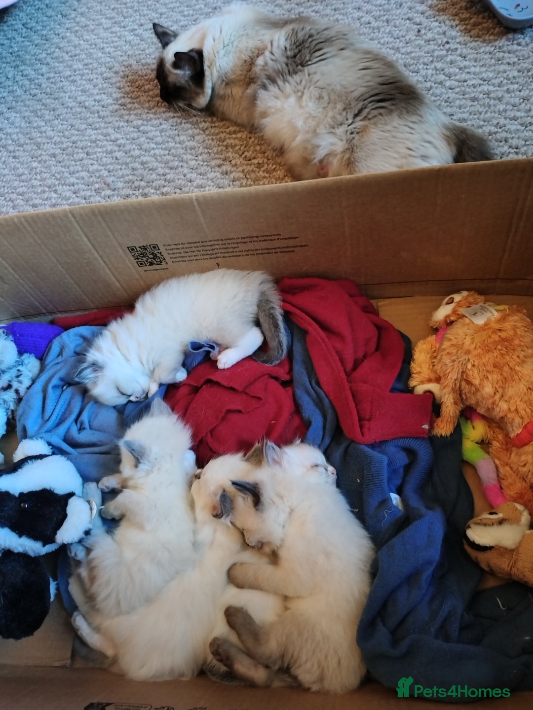 Ragdoll cats for sale: Beautiful Bluey  -unique little fluffy lovelies  - Image 8