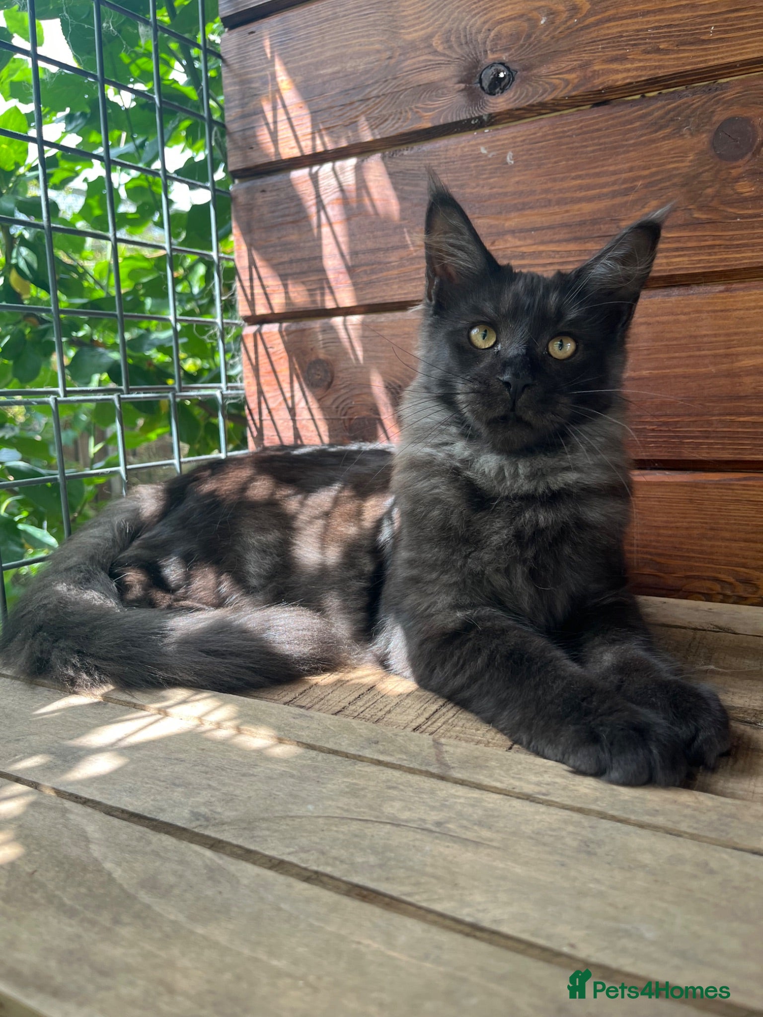 Maine Coon cats ⭐️Beautiful Maine Coon Kittens⭐️ - Advert 2