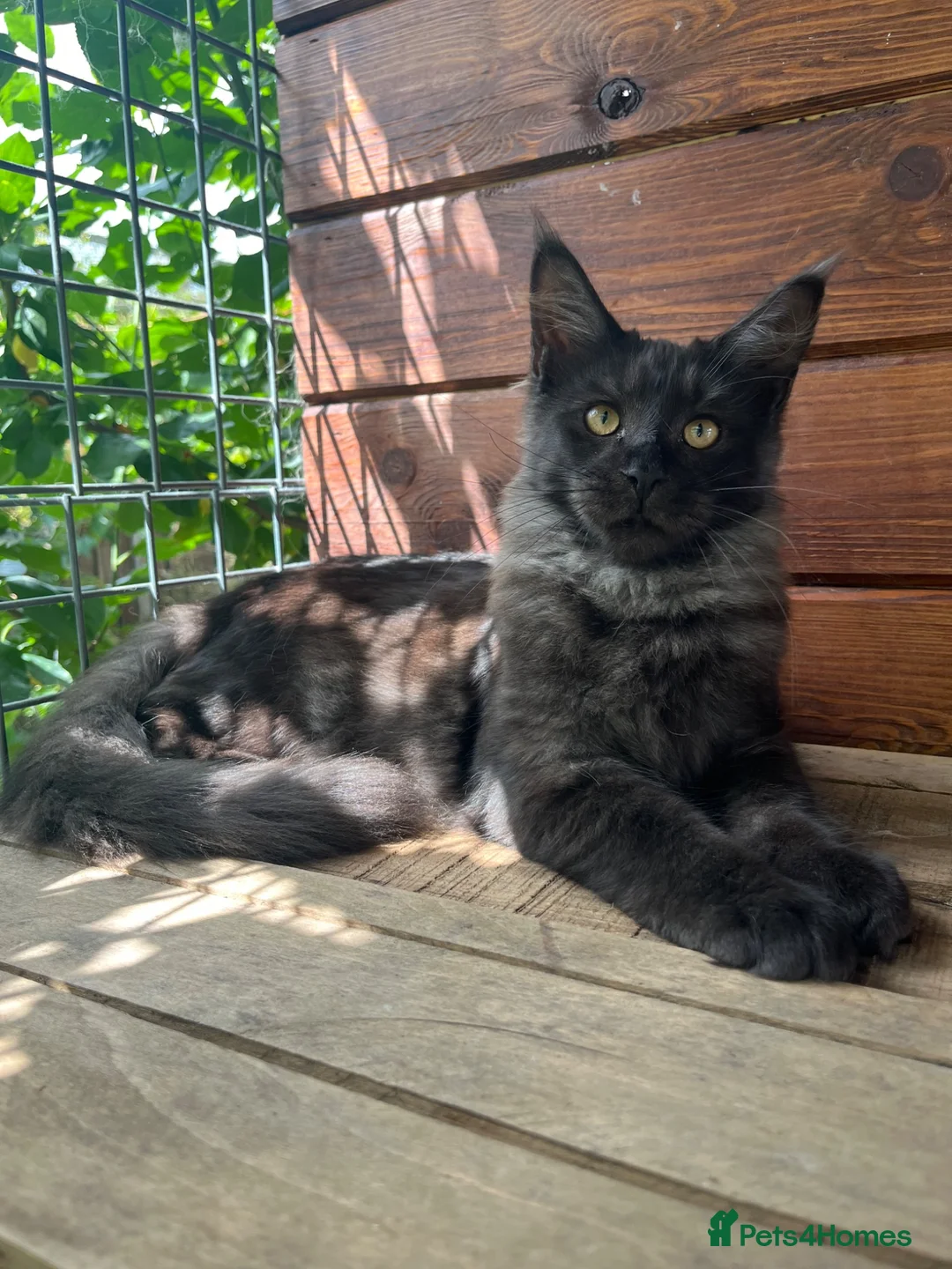 Maine Coon cats for sale: ⭐️Beautiful Maine Coon Kittens⭐️ - Advert 1
