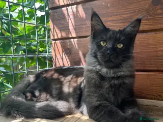 Maine Coon cats ⭐️Beautiful Maine Coon Kittens⭐️ - Advert 1