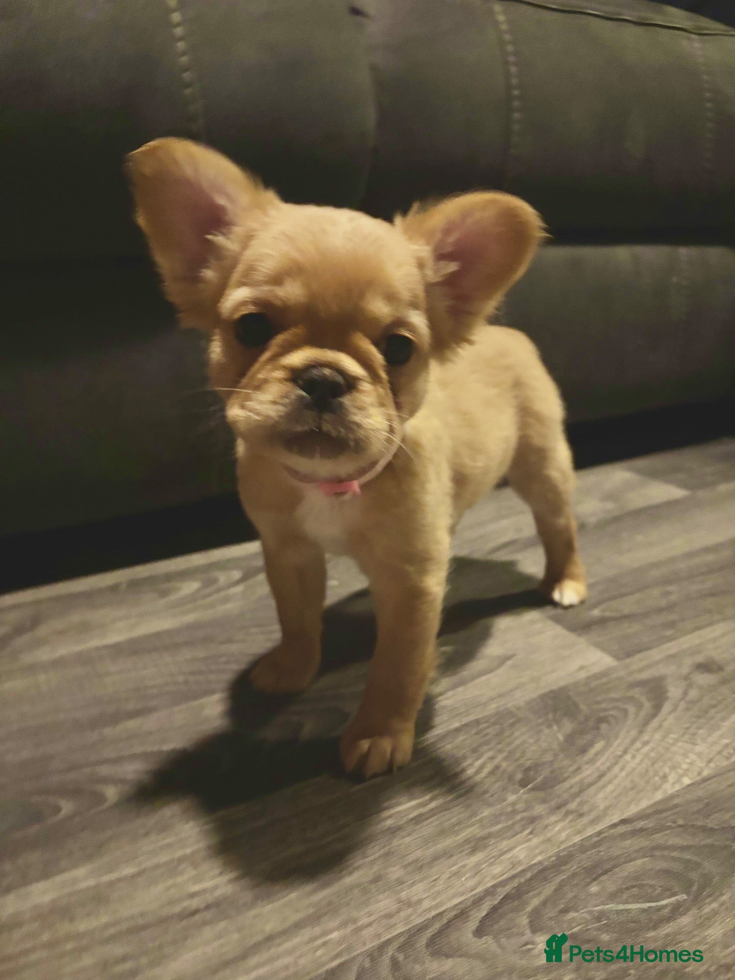 French Bulldog dogs KC REG AND FULL PEDIGREE FRENCH BULLDOGS - Advert 1