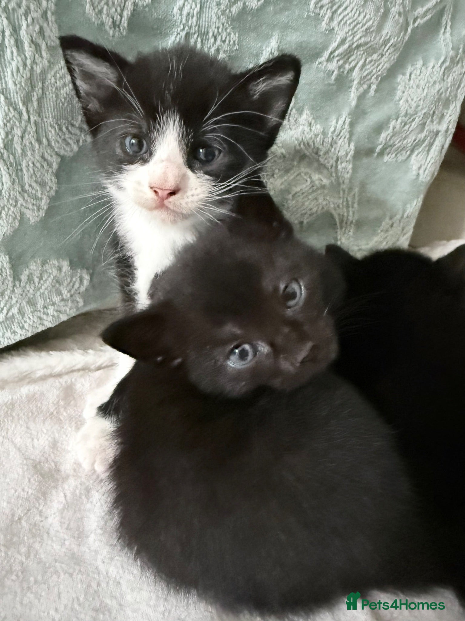 Domestic Shorthair cats 5 domestic shorthair kittens  - Advert 2