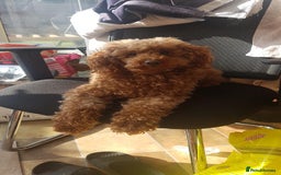 Toy Poodle dogs for sale: KC Registered gorgeous Red Toy Poodle Puppies - Image 2