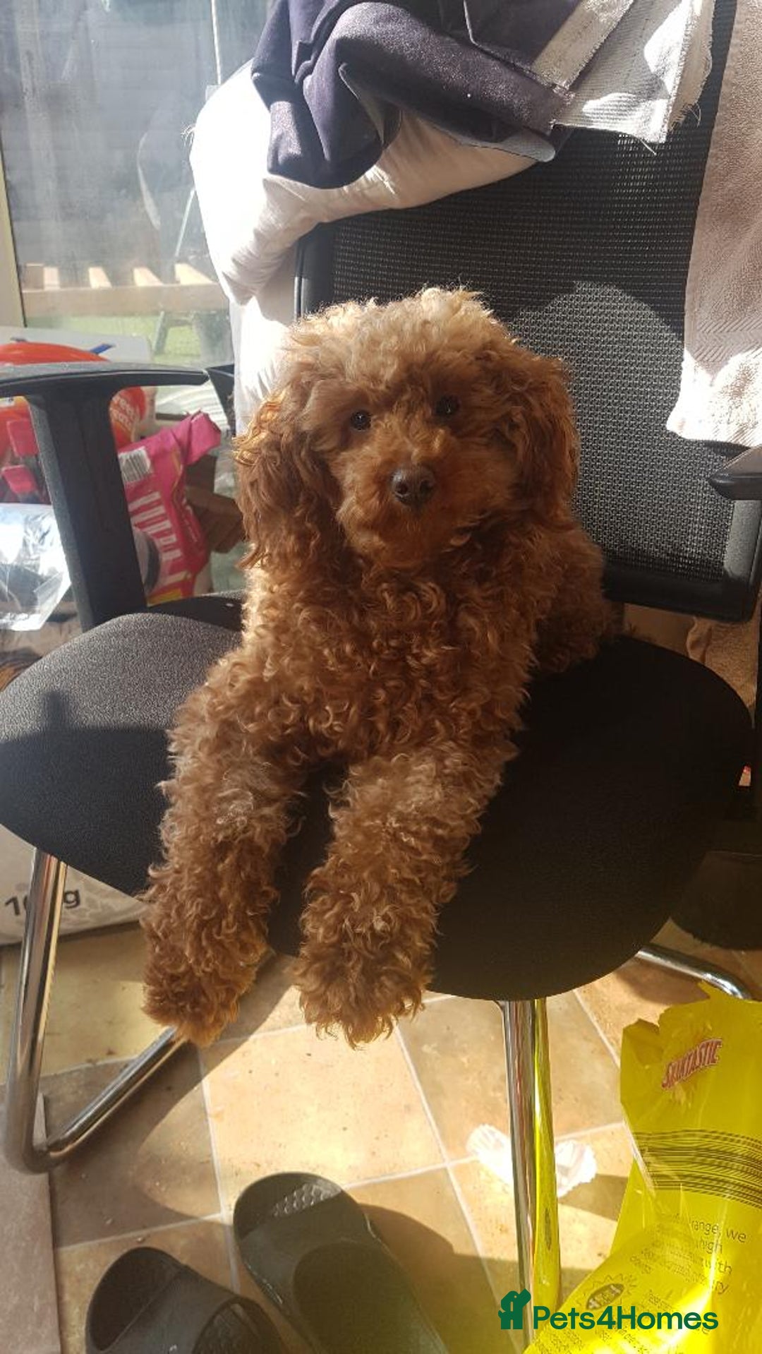 Toy Poodle dogs for sale: KC Registered gorgeous Red Toy Poodle Puppies - Image 2