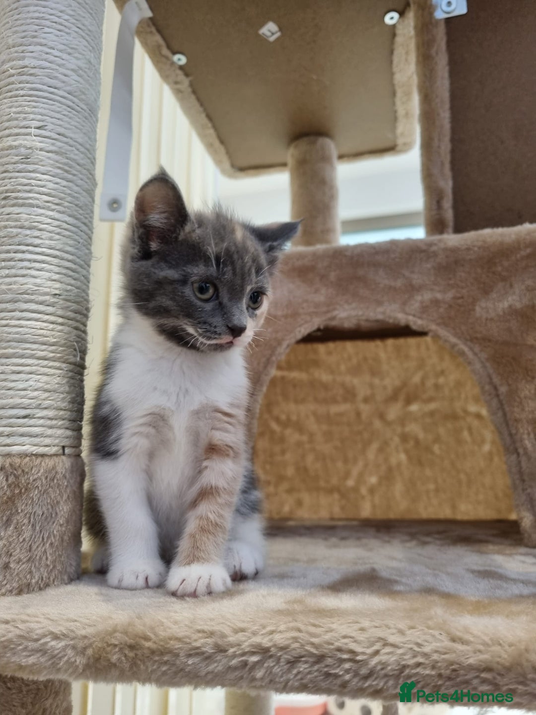British Shorthair cats for sale: Lovely half British short hair - Advert 2
