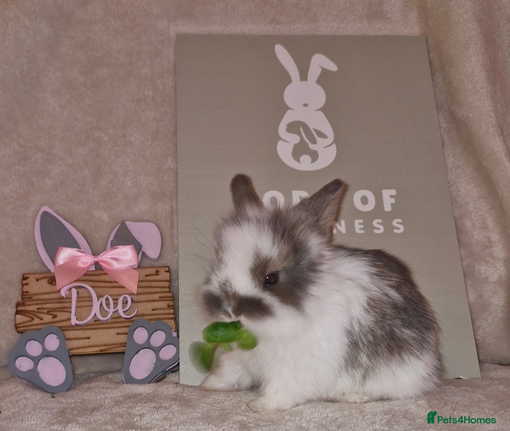 Mini Lion Lop rabbits Mini Lop X Double Maned Lionhead Babies - Advert 18