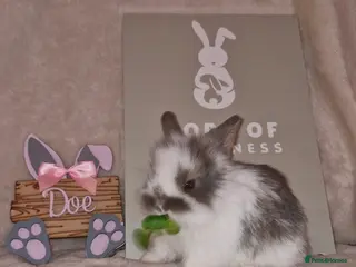 Mini Lion Lop rabbits Mini Lop X Double Maned Lionhead Babies - Advert 6