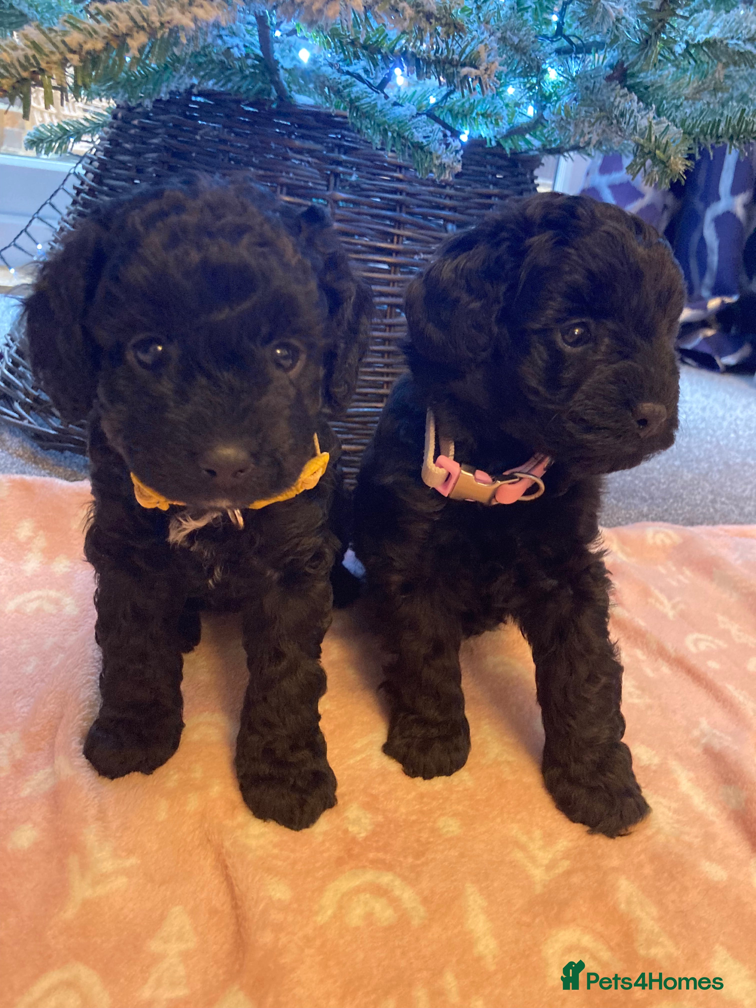 Cavapoo dogs F1b cavapoo puppies - Advert 1